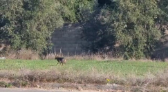 يافا: رصد وجود ثعالب داخل مقبرة "طاسو" ومطالبات بإخراجهم 